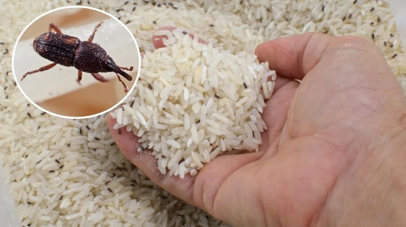 Nguyên Nhân Khiến Gạo Bị Mọt Tấn Công Và Mất Đi Hương Vị