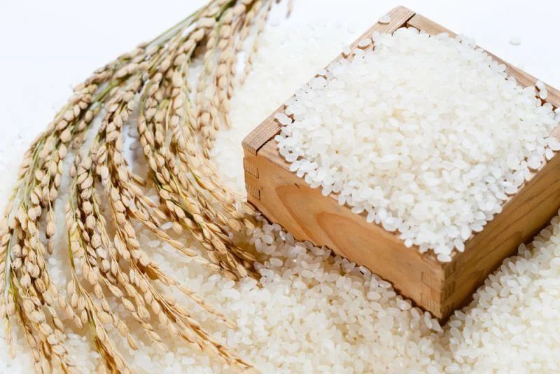 Nên chọn gạo Japonica hay gạo trắng thường cho gia đình?